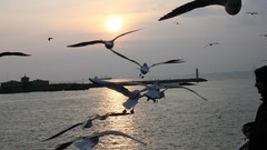Nature Istanbul seagulls turkish