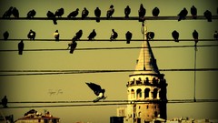 Nature Istanbul turkish
