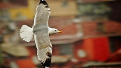 Nature Istanbul turkish