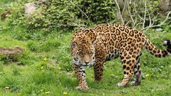 Nature jaguar Wild Leopards angry awesomeness