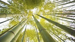 Nature Japan bamboo
