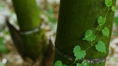 Nature Japan bamboo