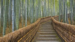 Nature Japan bamboo Kyoto Temples paths