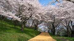 Nature Japan cherry blossoms