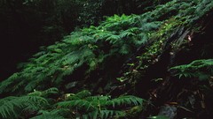 Nature Japan forests