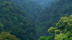 Nature Japan forests