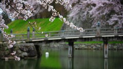 Nature Japan Garden Bridges blossoms