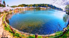Nature Japan lakes cherry blossoms