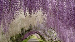 Nature Japan purple flowers wisteria