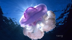 Nature jellyfish