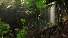 Nature jungle forests