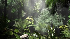 Nature jungle forests