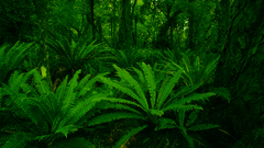 Nature jungle forests