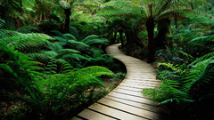 Nature jungle forests paths