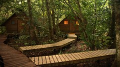 Nature jungle guatemala Rio