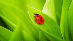 Nature ladybirds