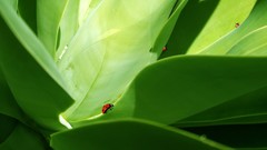 Nature ladybirds