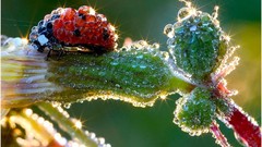 Nature ladybirds
