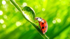Nature ladybirds