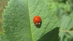 Nature ladybirds