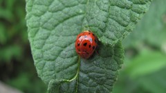 Nature ladybirds