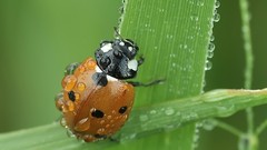 Nature ladybirds