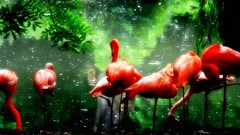 Nature land flamingos