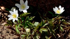 Nature land white flowers