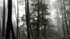 nature landscape forest mist