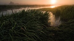 nature landscape grass sunset river Plants sunlight water