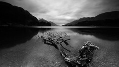 nature landscape monochrome water outdoors Wood dead trees