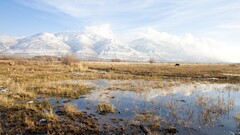 nature landscape Mountains water tundra field horse puddle
