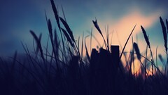 nature landscape night macro Plants sunlight Violet dark