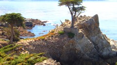 nature landscape Sea Trees outdoors