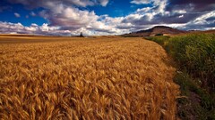 nature landscape sky field clouds Agro (Plants) outdoors Plants