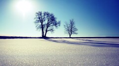 nature landscape Trees