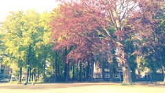 nature landscape Trees Plants street urban Car building House