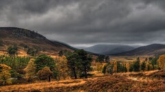 nature landscape wilderness Trees