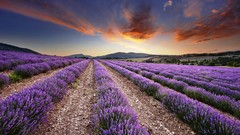 Nature lavender