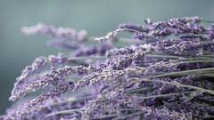 Nature lavender depth of field