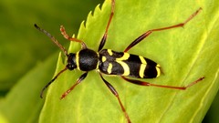 Nature leaf Animals insects