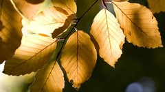 Nature leaf autumn leaves