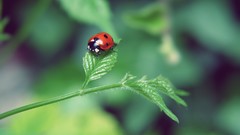 Nature leaf insects summer