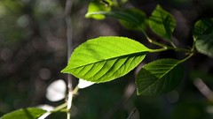 Nature leaf leaves Earth