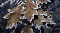 Nature leaf leaves frost
