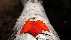 Nature leaf leaves macro