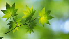 Nature leaf leaves Plants