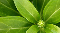 Nature leaf leaves Plants