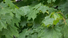 Nature leaf leaves Plants