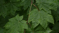 Nature leaf leaves Plants
